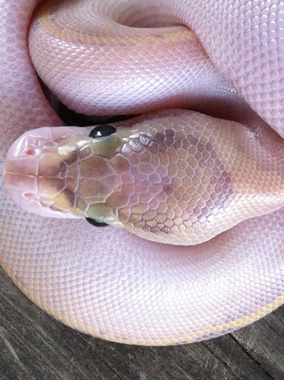 ivory head shot