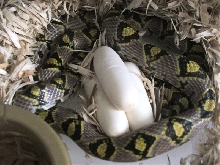 mandarin eggs