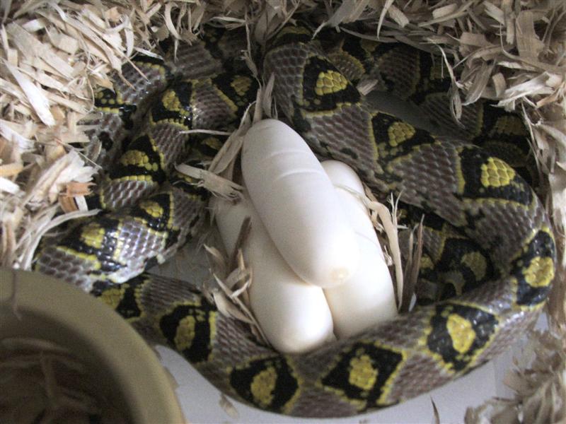 mandarin eggs