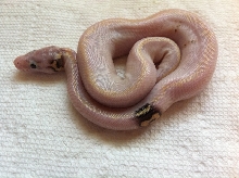 Paradox Super Pastel Ivory