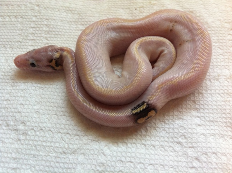 Paradox Super Pastel Ivory