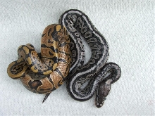 Red Axanthic male