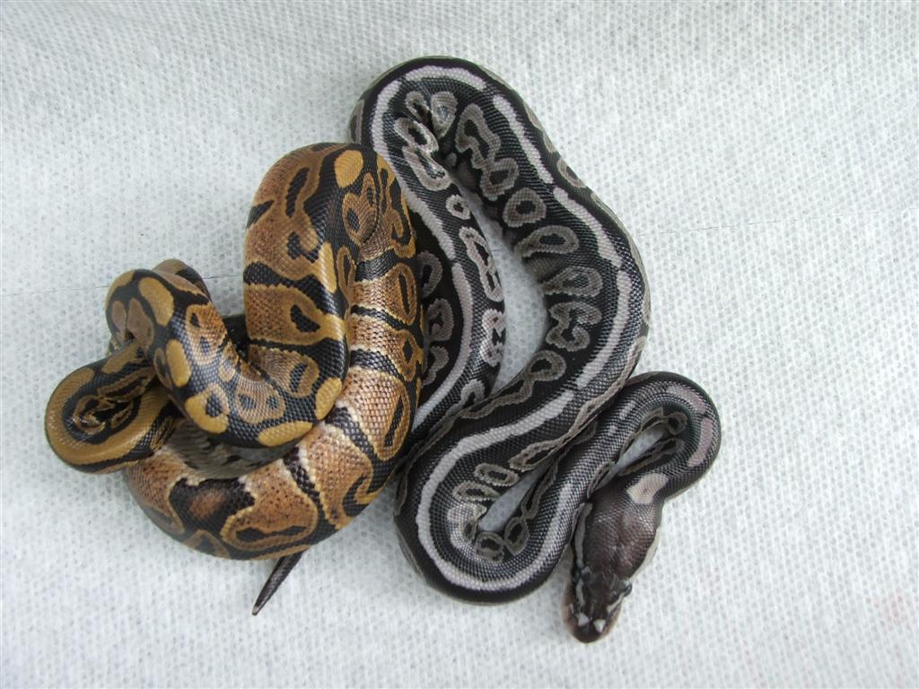 Red Axanthic male