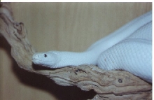 Leucistic Texas Ratsnake