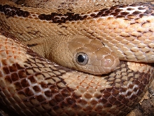 Transpecos Ratsnake