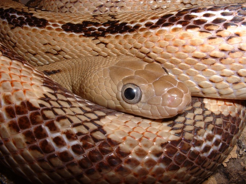 Transpecos Ratsnake