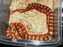 VR thayeri breeding 2006