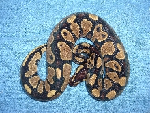yellow belly male bp