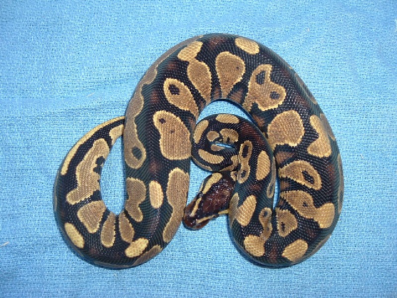 yellow belly male bp