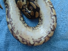 yellow belly ventral