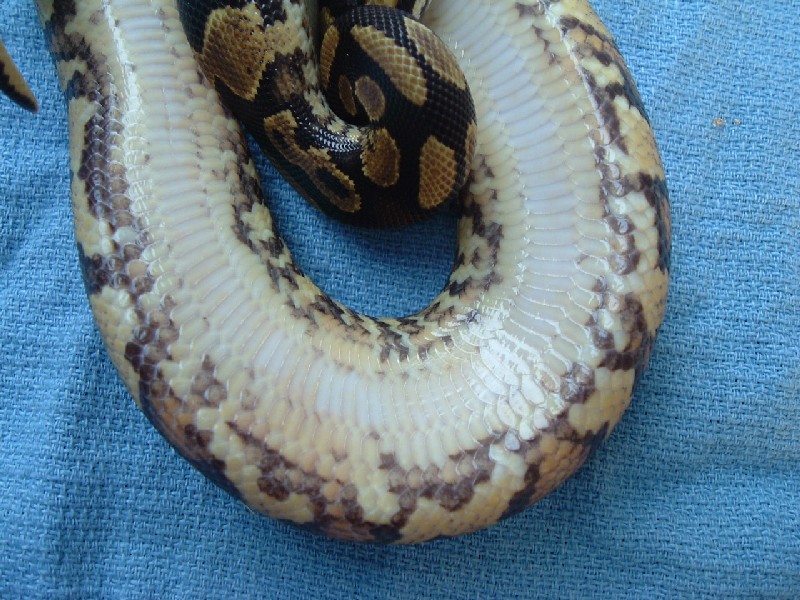 yellow belly ventral