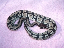 axanthic bp