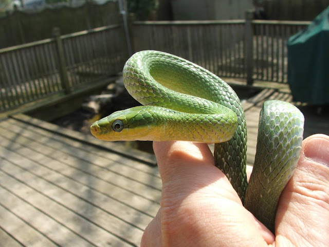 Green Bush Ratsnake