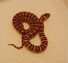 thayeri het melanistic 2014
