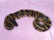 het piebald female bp