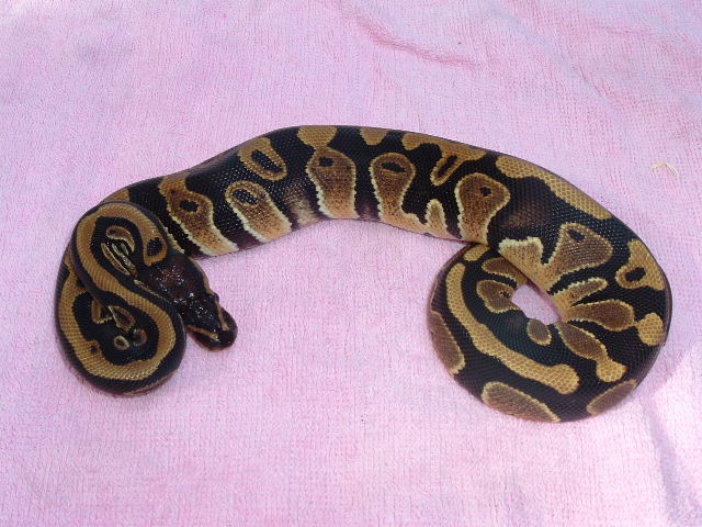 het piebald female bp