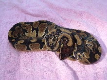 het piebald male bp
