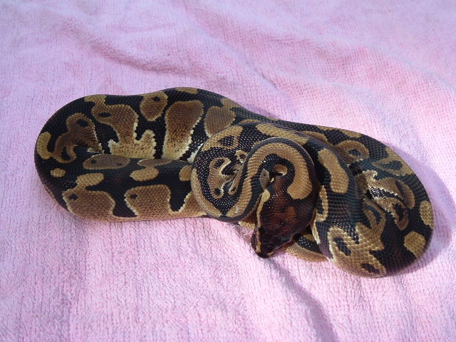 het piebald male bp