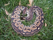 het red axanthic