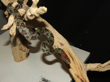 100 Flower Ratsnake