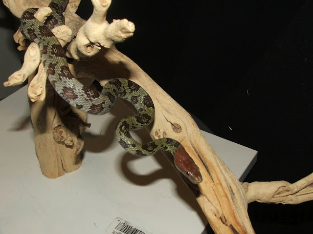 100 Flower Ratsnake