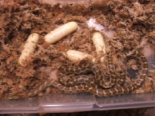 Leopard Ratsnake and Eggs