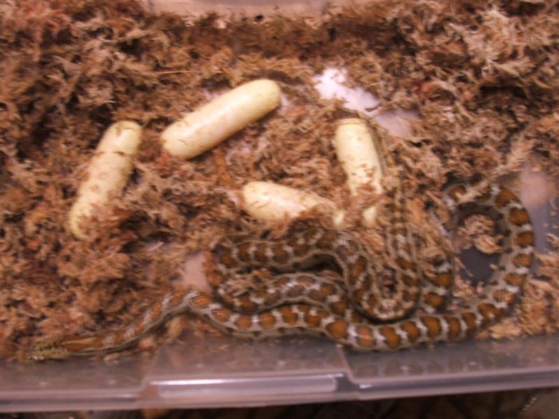 Leopard Ratsnake and Eggs