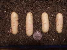 Leopard Ratsnake Eggs