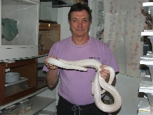 Leucistic Texas Ratsnake
