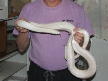 male leucistic texas ratsnake
