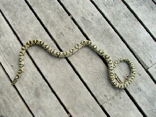 Mandarin Ratsnake