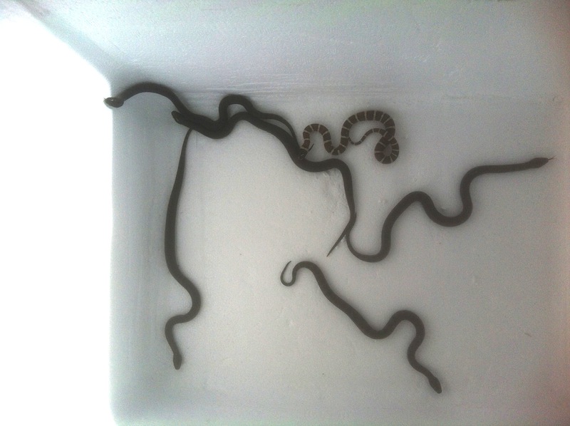 melanistic thayeri