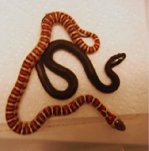 thayeri melanistic and het 2014