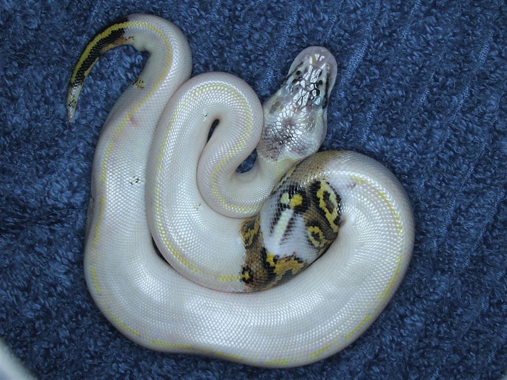 paradox pastel ivory