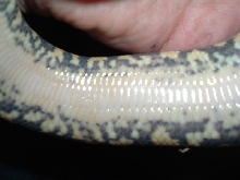 pastelyellowbelly ventral