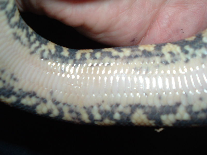 pastelyellowbelly ventral
