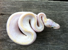 pastel ivory 2012