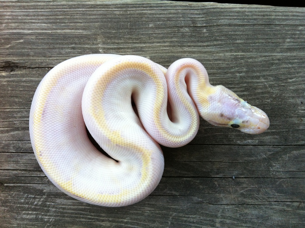 pastel ivory 2012