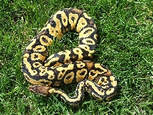 pastelyellowbelly