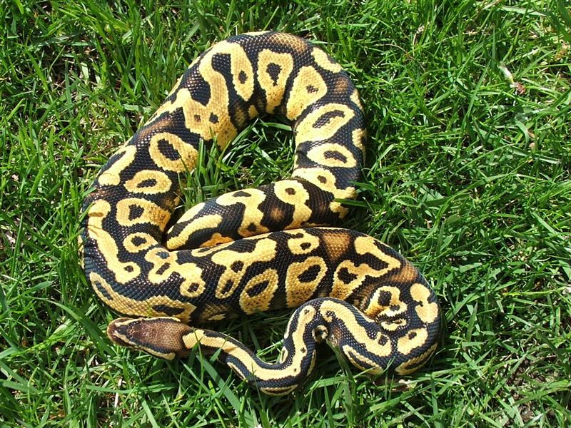 pastelyellowbelly
