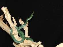 Rhino Ratsnake