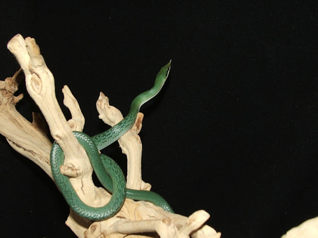 Rhino Ratsnake