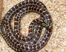 Leopard Ratsnake