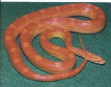 Sunglow Motley Cornsnake