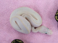superpaivory