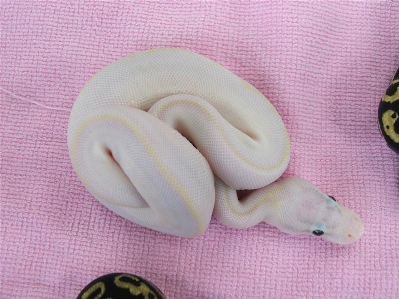 superpaivory