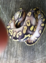 super pastel mojave
