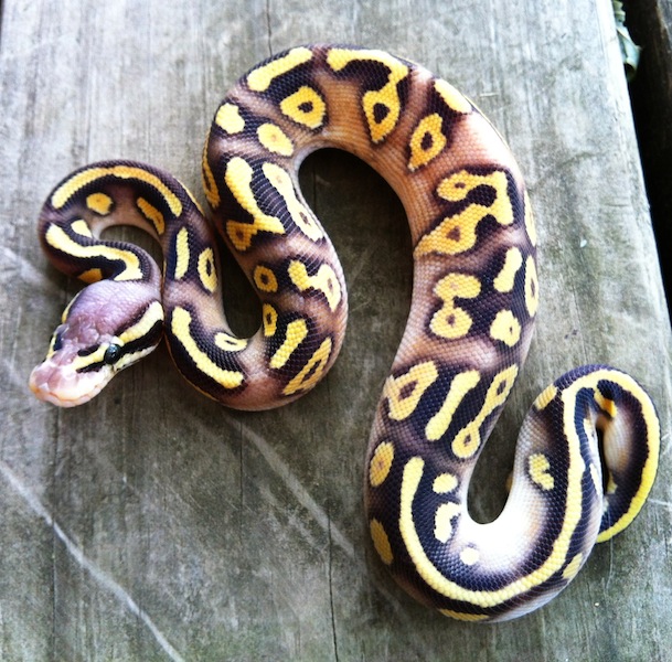 superpastave yellowbelly