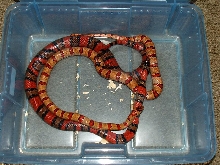thayeri breeding