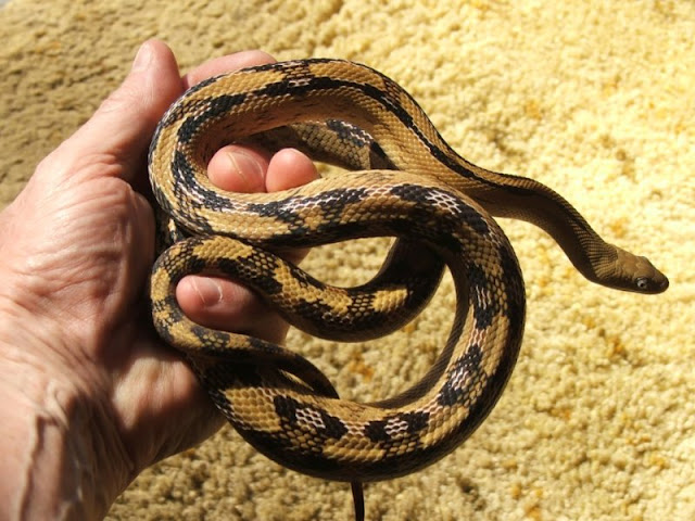 Transpecos Ratsnake orange